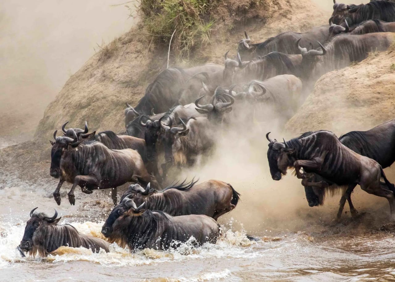mara river crossing safari