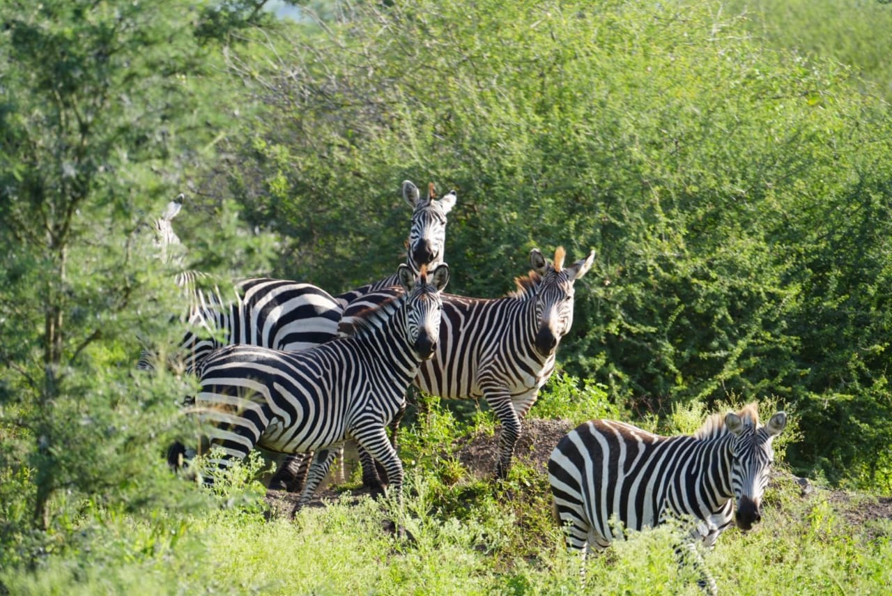 3 days safari