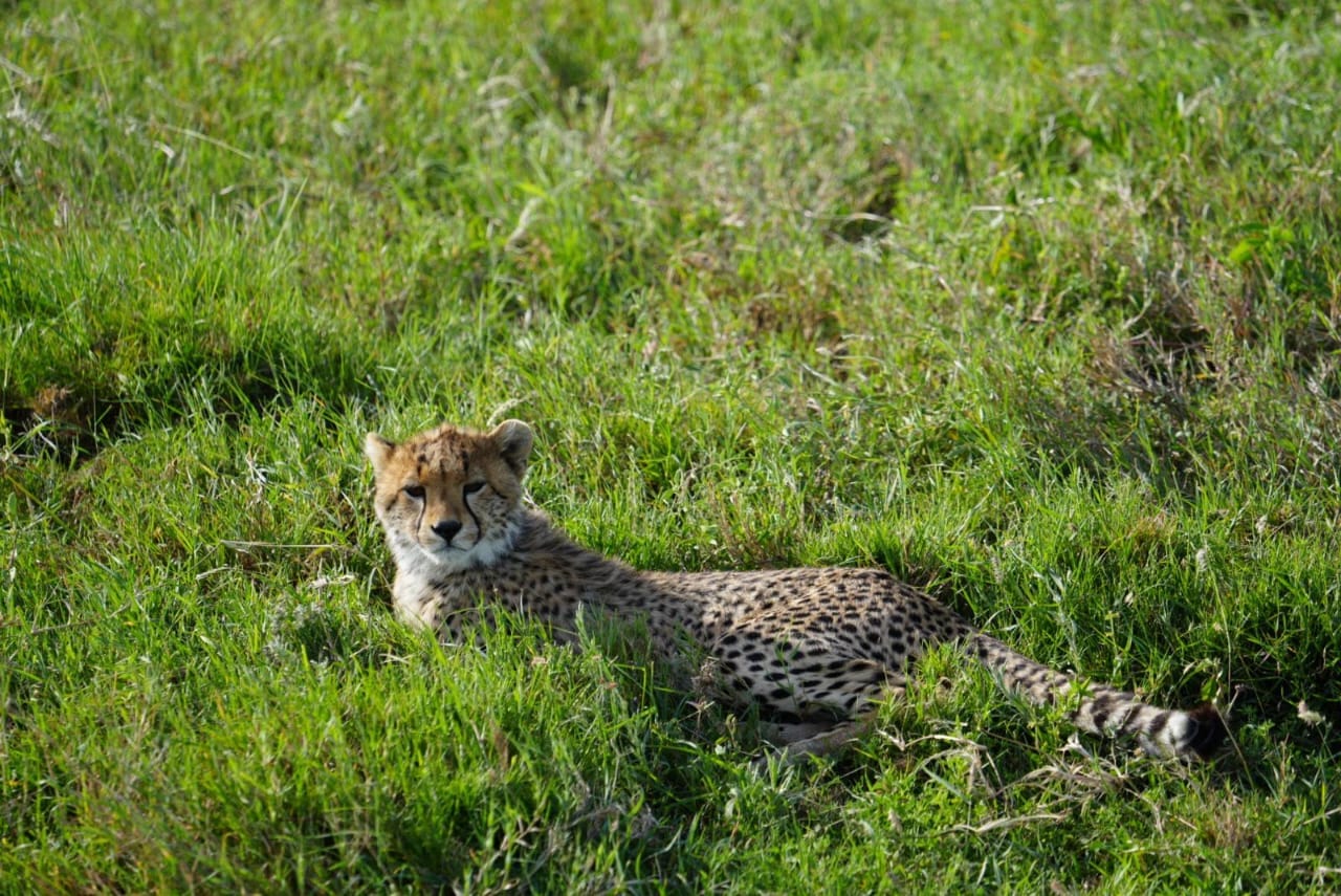2 days safari